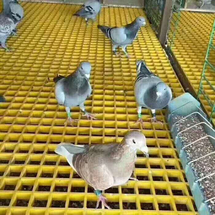 钢板网